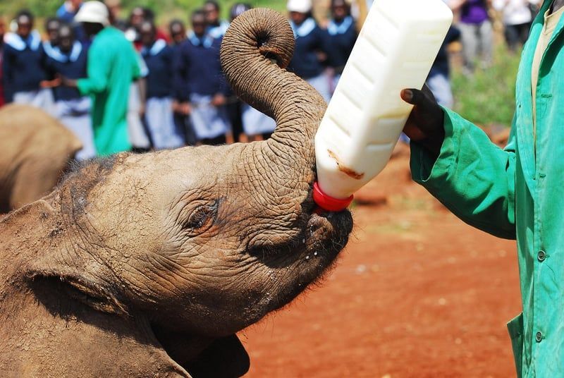 éléphants