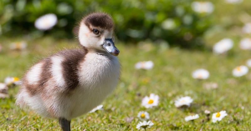 Premiers pas de bébé : quelles chaussures choisir pour ses pieds fragiles